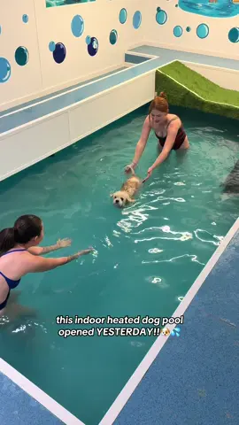 so lucky to have this on our doorstep 😍😍 can’t wait to take pops back for her next session!! perfect way to keep her exercising now she’s older❤️ @The Splash Zone #dogswimming #dogswimmingpool #dogtok #dogswimlessons 