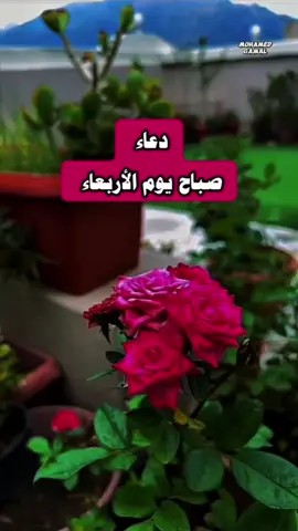 اللهم اجعل هذا الصباح بداية خير وفرح، واغمر قلوبنا بسكينتك ورضاك #دعاء #اللهم_امين #دعاء_الصباح #صباح_الورد #foryouシ 