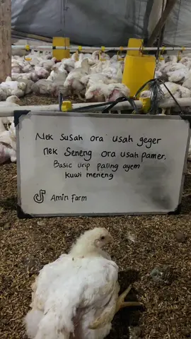 Terkadang meneng iku luwih apik timbange kakean cangkem #katakata #katakatamotivasi #katabijak #peternakmuda #ayambroiler 