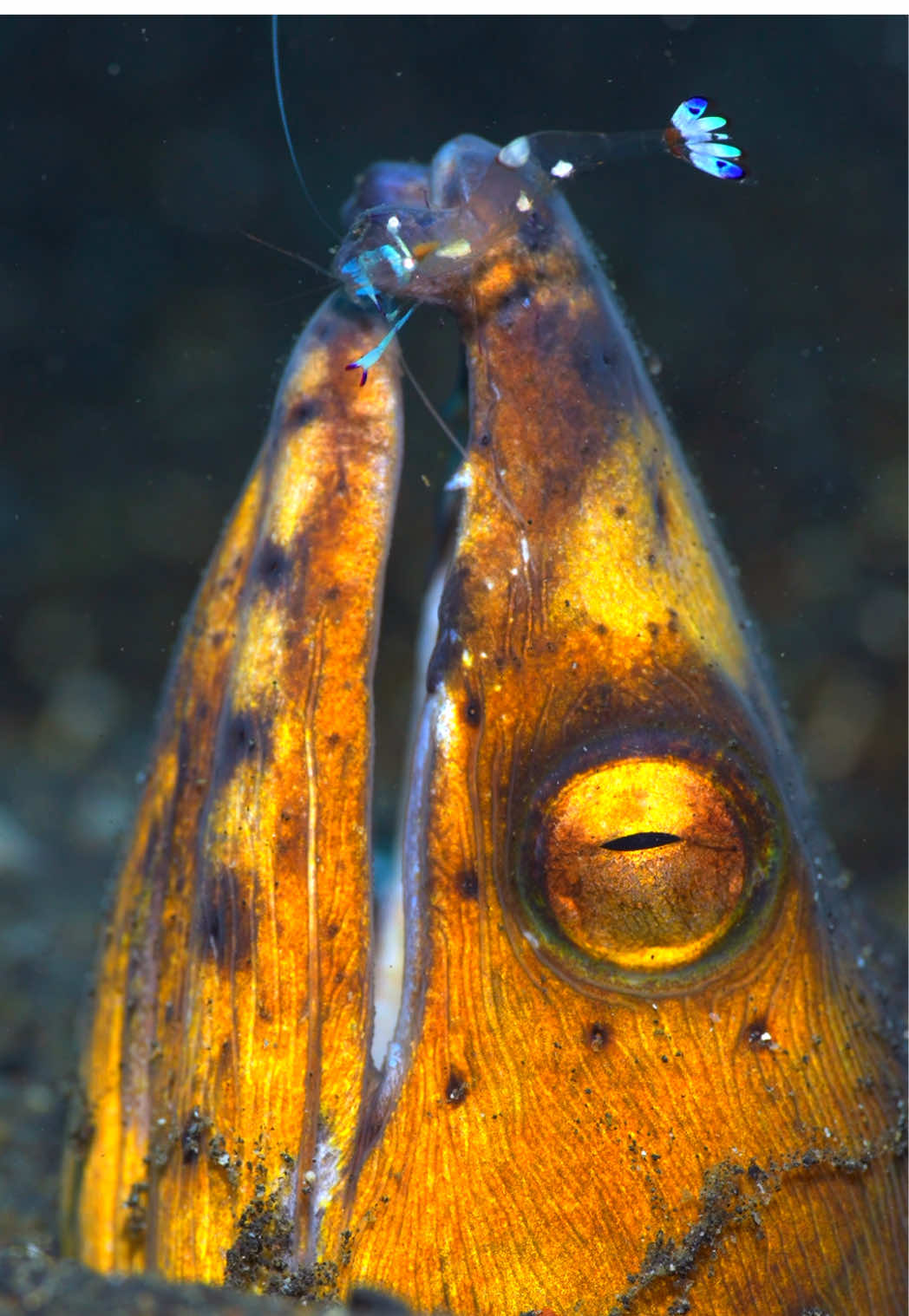 Beneath the sandy slopes of the Lembeh Strait, the Blacksaddle Snake Eel (Ophichthus cephalozona) slithers through its hidden tunnels, rarely seen by casual divers. Often sharing its burrow is the tiny Commensal Shrimp (Periclimenes spp.), darting around the eel without disturbing it. This unusual partnership highlights the subtle teamwork of the reef, where even the most elusive creatures find allies in the most unexpected places🤝 #TikTokJourneyContest 