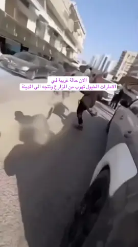 الان حالة غريبة في  الامارات الخيول تهرب من المزارع وتتجه الى المدينة#السمك_عم_يلعب_لعب 