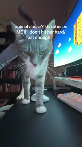 she’s feisty today normally it’s not that bad 😭 #fyp #cat #schmeeps #kitten #funny