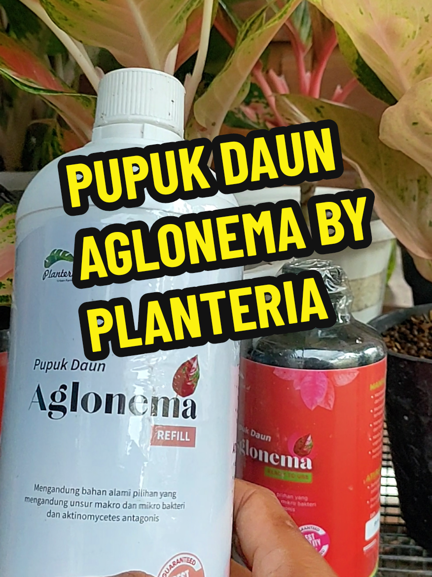 Pupuk daun Aglonema tersedia kemasan isi ulang 1 liter #pupukdaunaglonema #pupuk #aglonema #aglonemalovers 