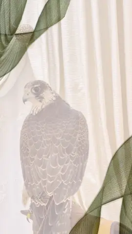 سعود❣️#مصممه_نوف #❣️❣️crazy #مولود #اكسبلورexplore #لايك_فولو #حركة_إكسبلور #ترندات_تيك_توك #طلعوني_اکسبلورررر_فولو🤍🤍 #fypシ゚viral🖤tiktok☆♡🦋myvideo #explore #تصميمي_رايكم #سمي_اخوي #شعب_الصيني_ماله_حل😂😂 #فهد_بن_فصلا #رقم_الواتساب_موجود_على_الصفحة💛 