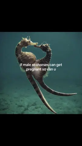 #viral #fyp #ilovemybf #seahorse@☆Kai☆ 