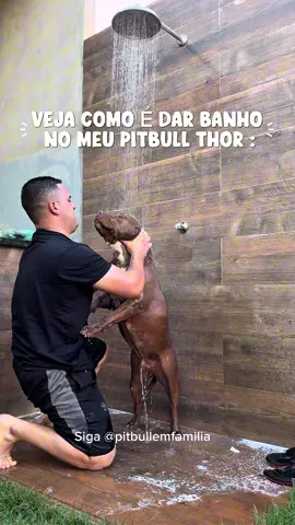 Dia de banho do Thor 🤎🐾 #familiapitbull #pitbull #rotina #pet #fyp 