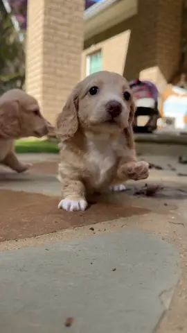 Puppy love 🫶 🐾 💜