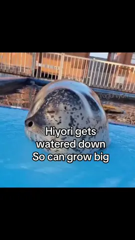 She loves the hose Cr: AguHiyori on X/Twitter #fyp #xzyabc #seal #sealsoftiktok #tokkaricenter 