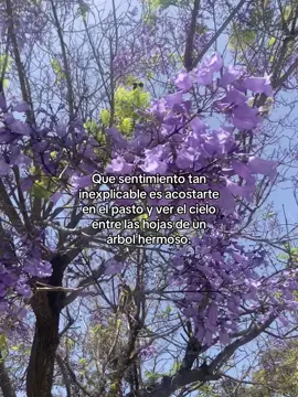 Recargando energía con la naturaleza 🍃 #feelings #naturaleza #cielo #jacarandas #pazmental 