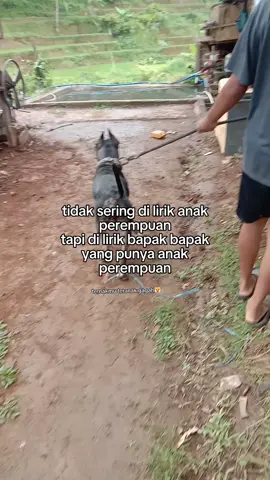 info anak perempuan bapak#porbiindonesia #porbijawabarat #dogsofttiktok #porbi_sumbar #dog 