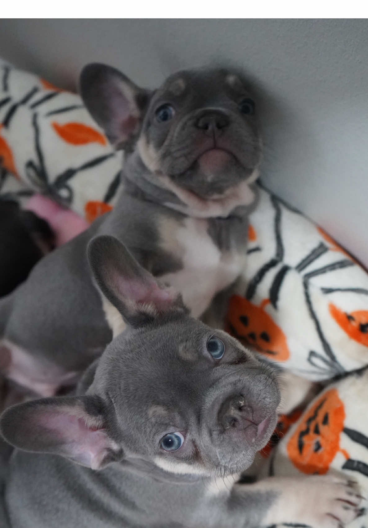 the cutest little face you'll see today🐾✨🪽💎✨ #frenchie #frenchbulldog #puppies #puppiesoftiktok #PetsOfTikTok 