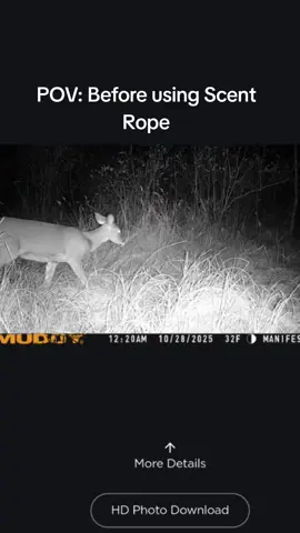 cheapest way to get big bucks to show up!! #deer #hunting #whitetail 