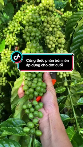 nên tùy theo thể trạng sức khỏe của cây chất đất …  mà chọn công thức cho phù hợp nha các bạn##nongsan##nôngdân##càphe##xuhuong##nôngsản