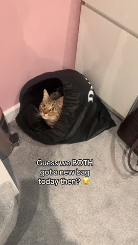 Rocco loves a bag 😅 #fyp #foryou #funny #catsoftiktok #pettok 