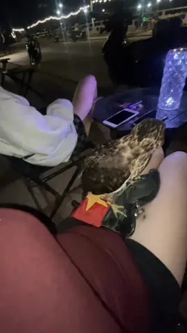 Anh em lướt thấy thì cho toii xin lại mấy lượt fl nhé🥹🥲#xuhuong #chimsanmoi #viral #tiktok 