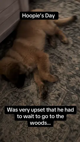 It’s time for Hoopie’s Day!  He was a scootch today 😂 #bigdog #leonberger #leonbergerpuppy #hooptok #fyp 