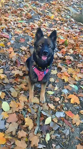 honestly dont know where my life would be without dogs #gsd #goldendoodle #servicedoodle #dogsoftiktok #doglife 