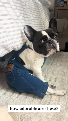 suddenly dogs in overalls is the cutest thing ever! #frenchie #dogoutfit #tiktokmademebuyit #funnydogvideos #dogmomlife 