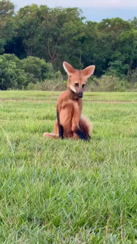 Had the most incredible encounter with the South American maned wolf 