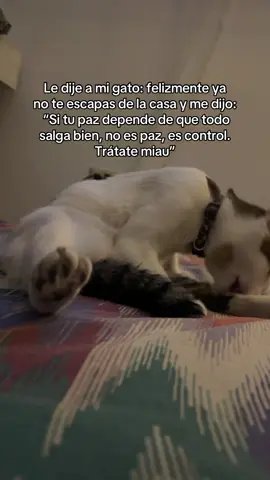 Publicaré un día a la vez🌻#cat #reflexion #frase #psicologia #frasesmotivadoras 