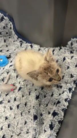 Socializing the ringworm baby #Lintthekitten