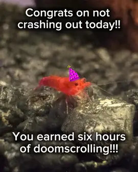 Enjoy your reward rockstar 😎 #meme #shrimp 