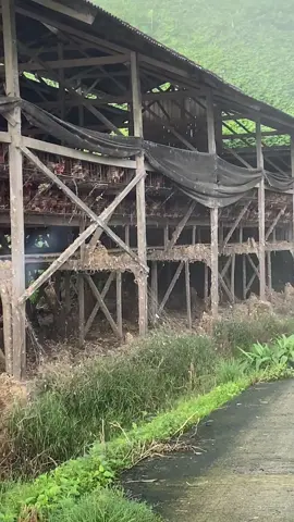 Kabut dikit serasa di dunia lain 😶‍🌫️#peternakmuda #ayampertelur #fyp #peternaktua #peternakayam 