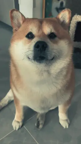 Anjing Akita adalah ras anjing besar dan kuat yang berasal dari Jepang, tepatnya dari Prefektur Akita di Pulau Honshu. Anjing ini dikenal karena loyalitas, keberanian, dan ketenangannya. Berikut penjelasan singkat dan lengkap: 🐾 Asal-usul: Awalnya digunakan untuk berburu hewan besar seperti beruang dan rusa. Akita juga menjadi simbol keberanian dan perlindungan di Jepang. 🐾 Ciri fisik: Tubuh besar dan berotot Bulu tebal dan halus dengan warna putih, merah, brindle (belang), atau kombinasi Ekor melengkung ke atas dan menggulung di punggung Wajah khas dengan mata kecil dan ekspresi tenang 🐾 Sifat dan kepribadian: Akita sangat setia pada pemiliknya, bahkan dikenal karena kisah legendaris Hachiko, anjing Akita yang setia menunggu tuannya selama bertahun-tahun setelah sang tuan meninggal. Mereka cenderung pendiam, berani, protektif, dan tidak terlalu ramah dengan orang asing. #CapCut #hewan #animal #fyp #akita 