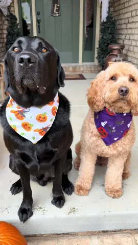 We do it for the treats😂😂 #chaoswithcash #dogsoftiktok #doggy #tank💙cash #ourlittlecircus💙 #labrador #goldendoodle #fyp 