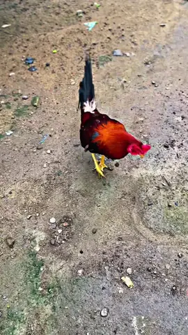 #fyp#ayamfilipin🇵🇭#bostonq