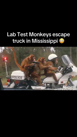 Infected monkeys escape in Mississippi #breakingnews #testmonkeys #whoa #fyp #viralnews 