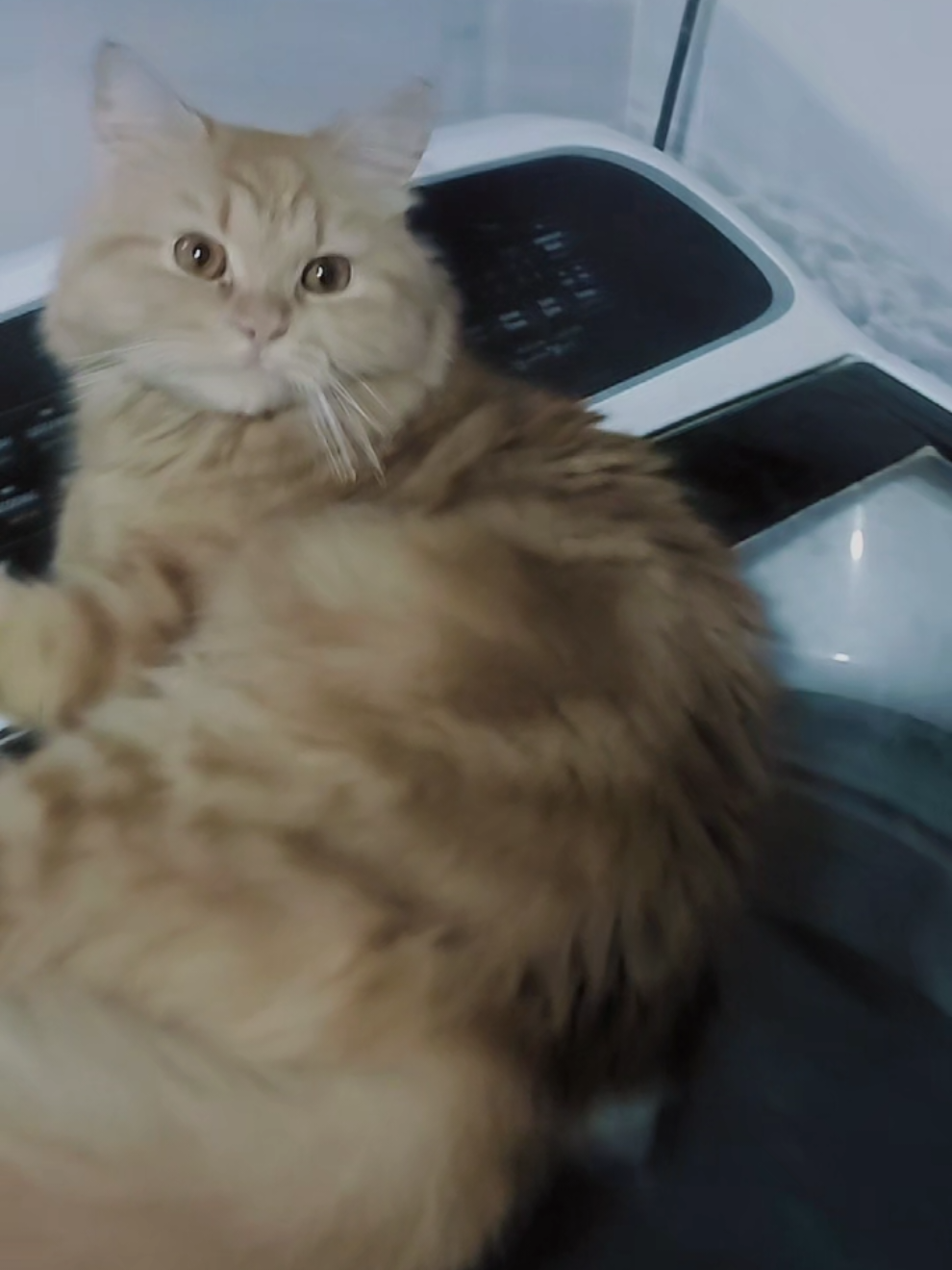 مشمس🤎 #مالي_خلق_احط_هاشتاقات #الشعب_الصيني_ماله_حل😂😂 