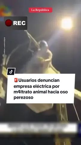 🚨 Pobladores señalaron que la empresa Electro Tocache y el municipio de dicho distrito debió respetar las leyes hacia el animal silvestre. Asimismo, que debieron llamar a las entidades respectivas para bajarlo. Este hecho ha causado indignación entre los ciudadanos de la zona y usuarios en las redes sociales. #maltratoanimalstop #osoperezoso #tocache #electrotocache #noticias 