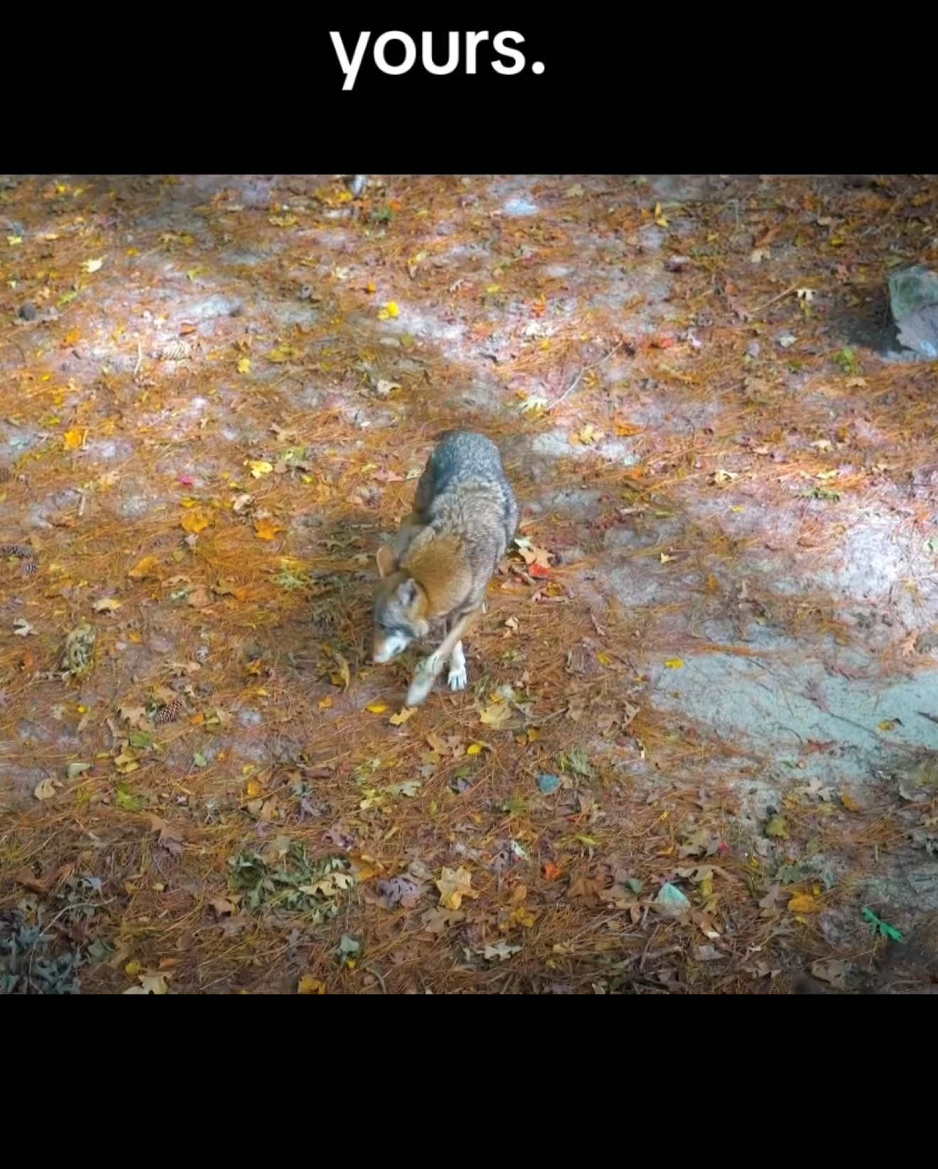 Critically endangered Red Wolf🐺. #redwolf #redwolfpack #wolf #endangeredspecies #wolvesoftiktok 