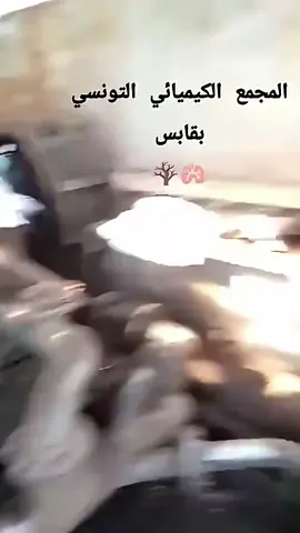 #قابسية❤️❤️❤️ #قابس_الجنوب_تونس❤🌴 #قابس_تتنفس_من_جديد #بيئة_سليمة_قابس_مسؤوليتنا_جميعًا #gabes 