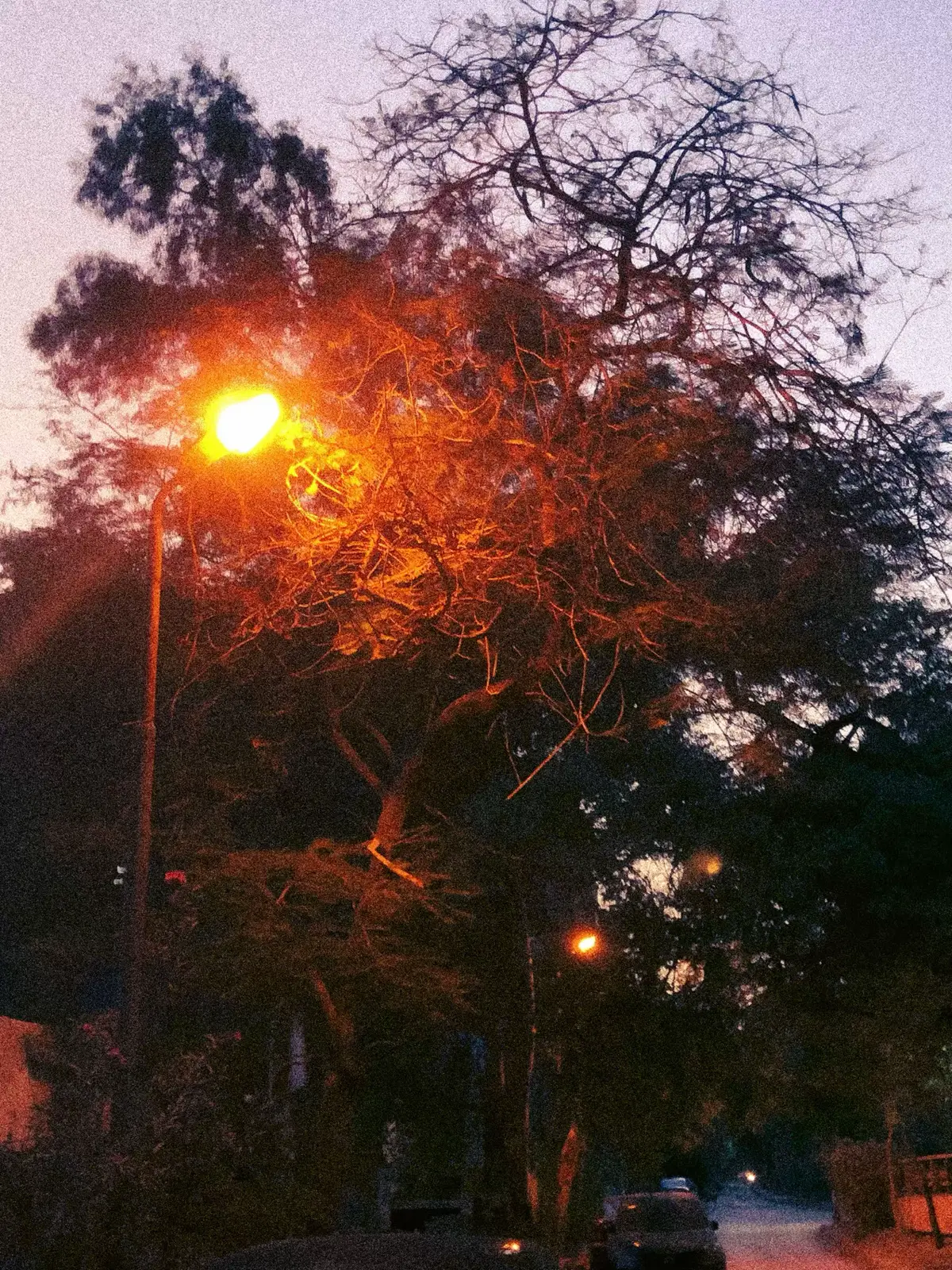 سما شجر ضوء ارض