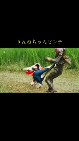 #九堂りんね#松本麗世 #仮面ライダーガッチャード#マジェード#グリオン #アトロポス#宝太郎#ヒロピン #ピンチ#ヒロイン#変身解除#倒れる