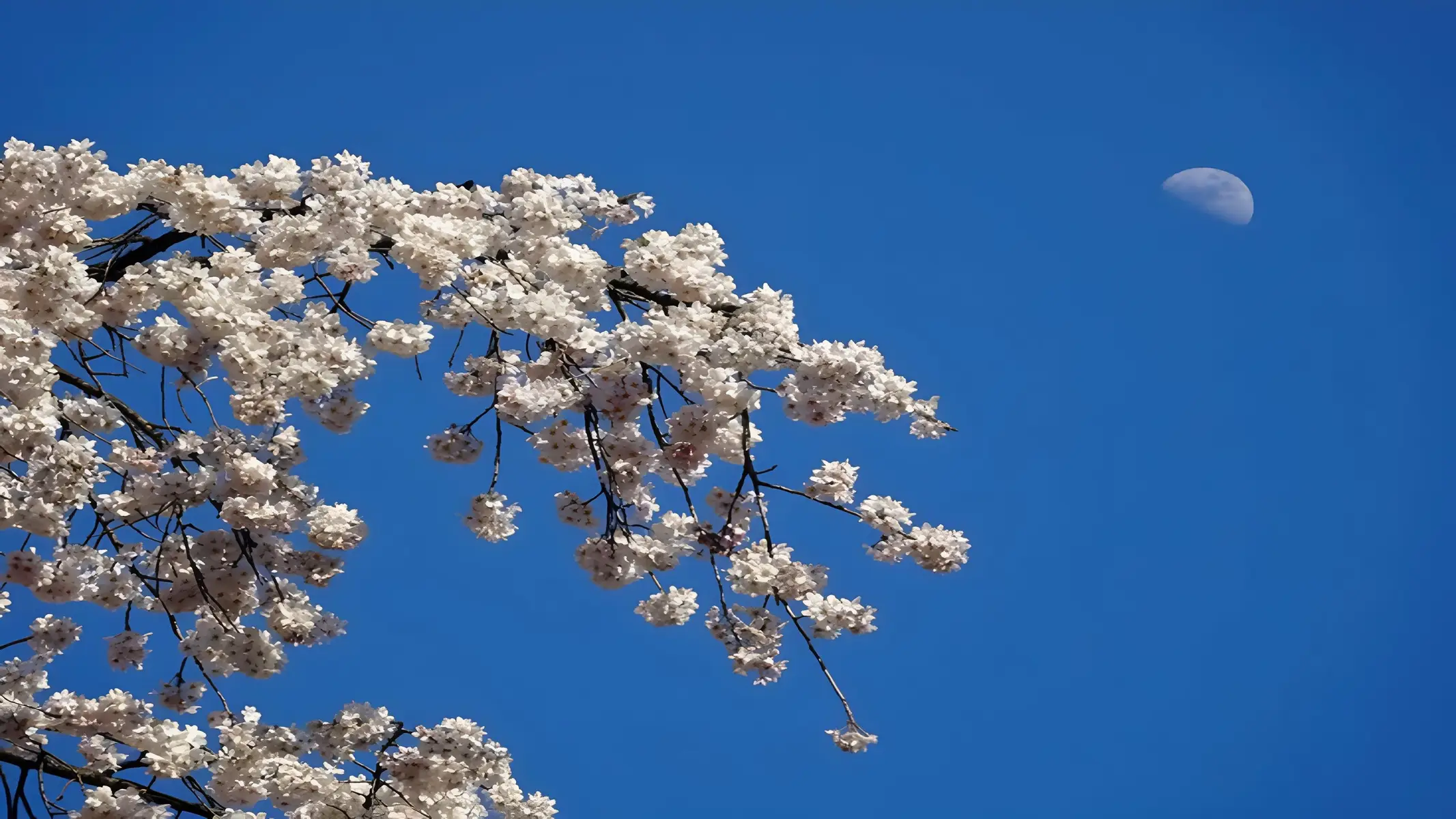 resolution 2560x1440p 2K 🌿 Tg in the profile 🌿 #wallpaper #night #sakura #dark #whysoetude 