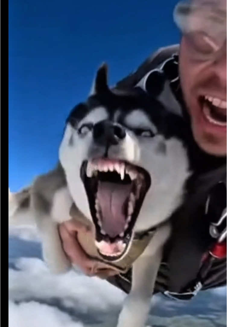 Too high! It feels great!!! #DogTok #pets #dog #husky #LoyalDog  