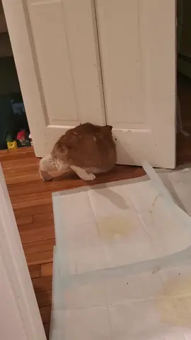 The one and only Bear #orangecat #eddiesranch #cats #fyp