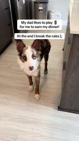 Just want my dinner! #australianshepherd #australianshepherdsoftiktok #dogtok #dogsoftiktok 