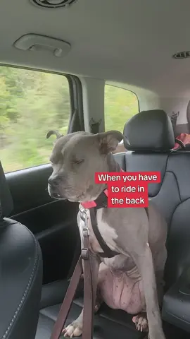 #dog #pets #dogsoftiktok 