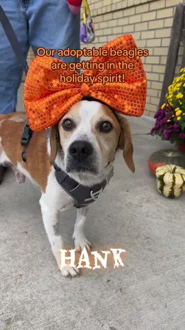 Our beagles are ready for Halloween and for forever homes. Watch these adorable beagles show off their costumes while they sniff out their perfect families. Could that be you? Visit tribeagles.org to adopt. #beagle #beagles #beagletok #adoptdontshop #halloween 