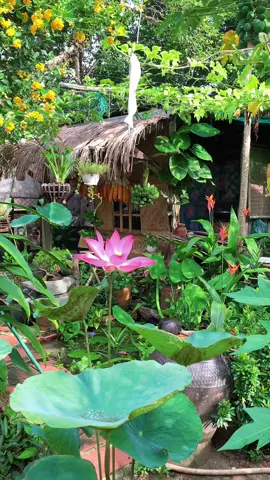 Bình yên là hp 🌸🌸🌸