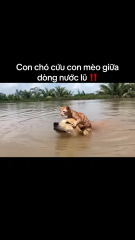 Con chó cứu con mèo giữa dòng nước lũ ‼️#foryou #viralvideo #petcomedytv #chókhôn #mèo 