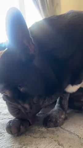 All good things come in small packages 🎁 This spray is small but mighty! Made with quantum silver and natural ingredients to soothe itching and support skin healing. The bonus for me is that it’s lick safe! It’s even great for freshening up after walks or playtime outdoors because it eliminates nasty bacteria and fungi, keeping their skin healthy and protected all day long. Chunkz hates the spray.. but loves the soothing feeling after 🐾💫