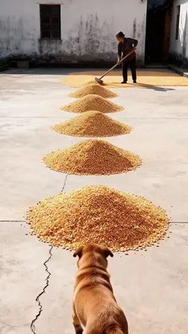 #ai #douyin #dog #funny #funnyvideos 