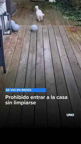 🐶😂 ¿BUENA EDUCACIÓN? - Un perrito se volvió viral luego de ser captado limpiándose las patas en la alfombra antes de entrar a su casa. - El video enterneció a miles de usuarios, que destacaron su “respeto por las reglas” y su increíble hábito de limpieza.