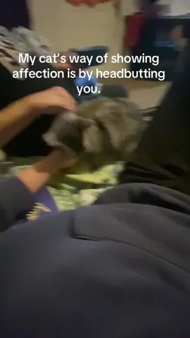 She’s such a cutie though #kitty #catsoftiktok #fyp 