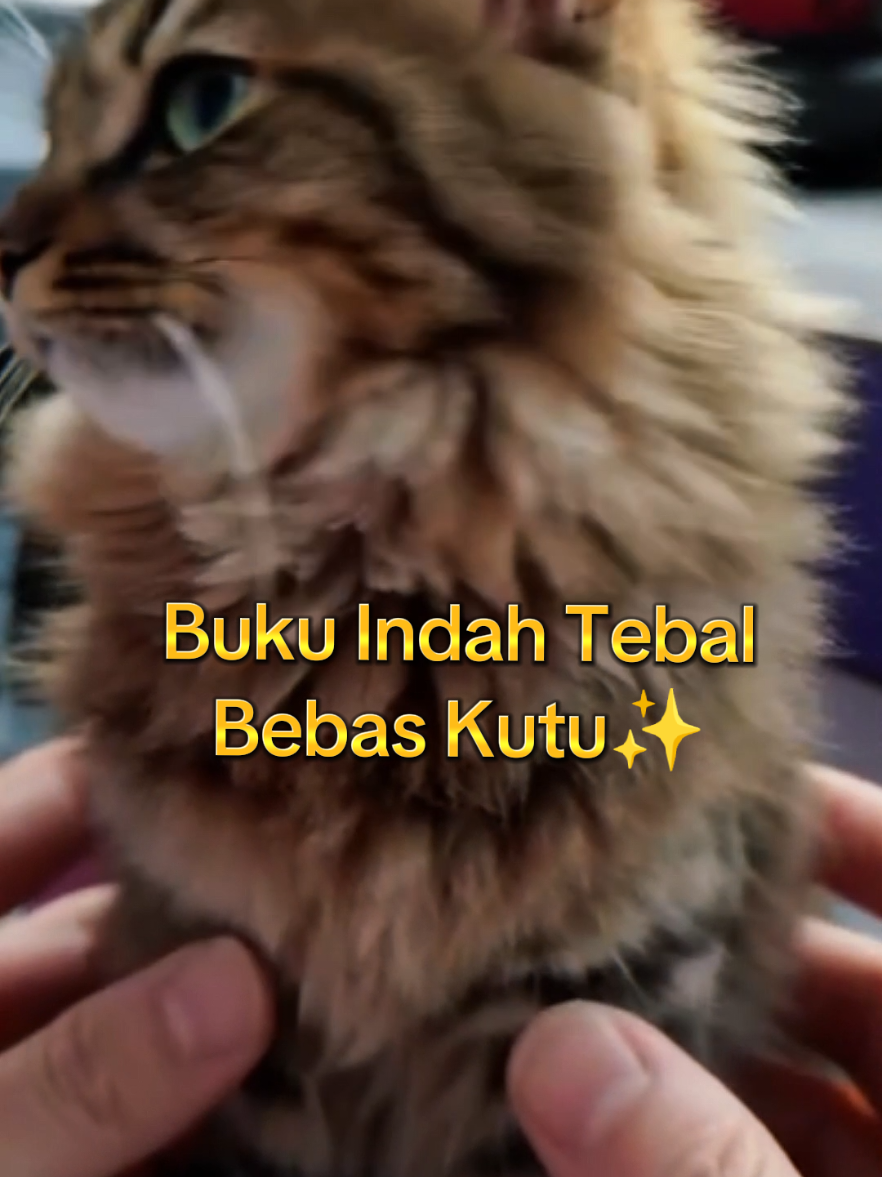 elope spray anti kutu kucing ampuh membasmi kutu, telur kutu, bulu lebat bebas kutu✨ cek di keranjang kuning🤗 #elope #catlover #cat #foryou #fyp 